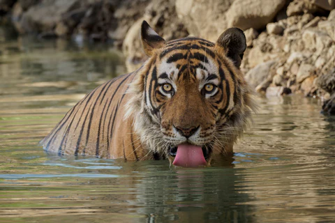 Tiger at Corbett